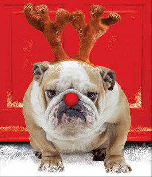 Displaying (16) Gallery Images For Funny Bulldog Pictures...