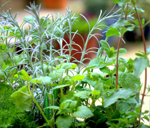 Growing Herbs In Your Own Home-Made Garden