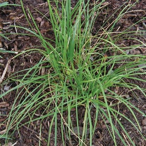 Texas Native Plants Database