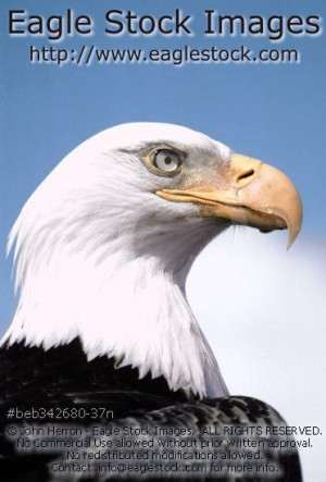 Bald Eagle with Quotes