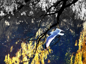 Bird Flying in Fading Sky