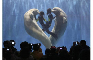 Two trainers and two beluga whales make a heart shape during a ...