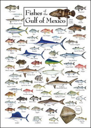 Source: http://www.nature-discovery.com/fish-of-the-gulf-of-mexico