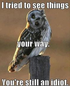 Funny Owl thinks you are an idiot!