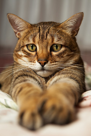 See more Temperament and Personality of Bengal Cats