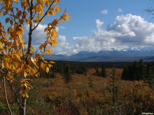 Related Pictures Wallpaper