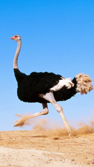 Desert Ostrich Running Fast HQ Wallpaper for Iphone