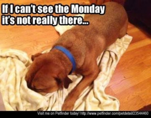 Happy Monday #doglovers #dogs