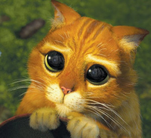 The Adorable Kitten Who Just Loves Attention (PICTURE)