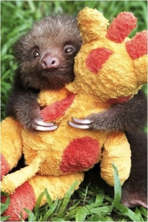 baby sloth hugging his stuffed giraffe - Imgur