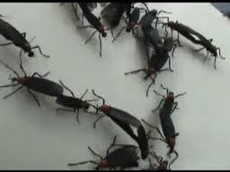 Love Bugs, Public Enemy # 1