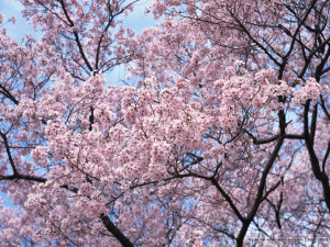 Cherry Blossom Viewing : Blomming Japanese Sakura - Japanese Cherry ...