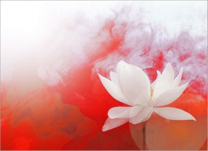 Lotus - Flowers Wallpaper ID 861673 - Desktop Nexus Nature