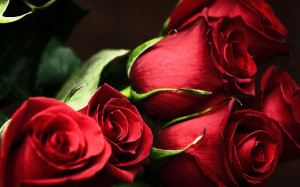 roses, most popular rose, rose wallpapers, beautiful rose, red rose ...