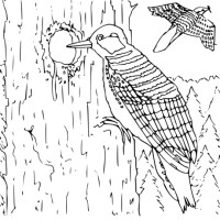 normal_coloring_book_woodpecker-small.jpg