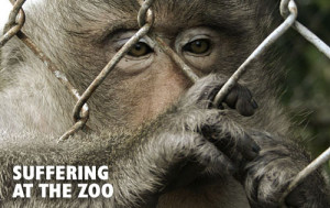 ... being stabbed by their keepers, zoos are not happy places for animals