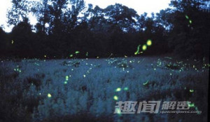 11种奇特荧光动物:海蜗牛受惊会发光(3)