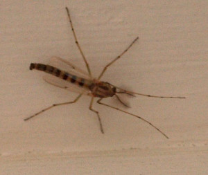 Midges You Are Unaware What...