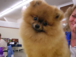 pomeranian puppy from the dog show Image