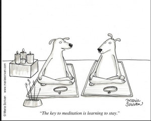 ... Yoga Humor, Funny Cartoons, Funny Stuff, Meditation, Learning, Funny