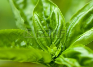 Sweet Basil Leaves