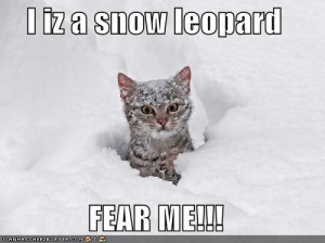 funny snow leopard
