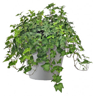 english ivy hedera helix low to medium light plant the english ivy