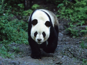 Panda Giant Pandas Facts About