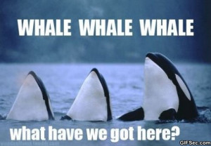 Whale-Whale-Whale.jpg