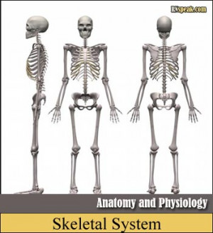 Anatomy And Physiology Animals