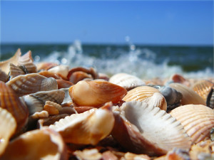 Ocean Beach with Sea Shells