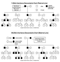 ... | ... DNA PaternalLine and mtDNA Maternal Line Inheritance Charts