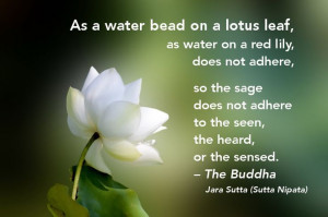 Letting go...Buddha Quotes, Buddhism, Lotus Leaf, Meditation Cours ...