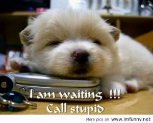 Cute Animals with Funny Quotes