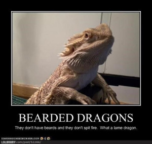 Bearded Dragons | LOLBRARY.COM
