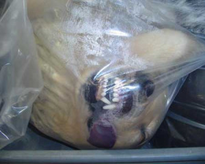 Photo of euthanized dog corpse