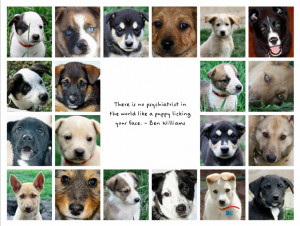 Inspirational Animal Rescue Quotes Humane animal rescue team: