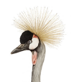 ANDREW ZUCKERMAN ‘BIRD’