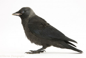 WP25451 Baby Jackdaw ( Corvus monedula ).