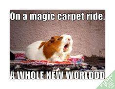 funny hamster magic carpet ride picture more point of view funny ...