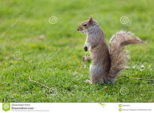 Download Cute Squirrel Eating Nut Royalty Free Stock Photo Image HD