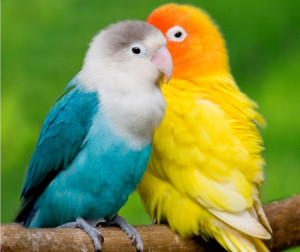 Cute Love Birds Wallpapers