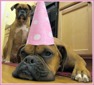 happy birthday funny cards funny dogs and cats