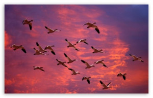 ... Flying, Sky Bird, Sunset Snow, Snow Geese, Flying Bird, Snow Animals