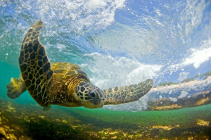 Clark Little Surf Photography Slideshow at evo June 11th