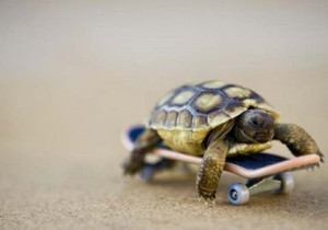 animal, cute, green, pet, skateboard, turtle