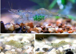 Source: http://aquariumfishadvisor.com/about-us/