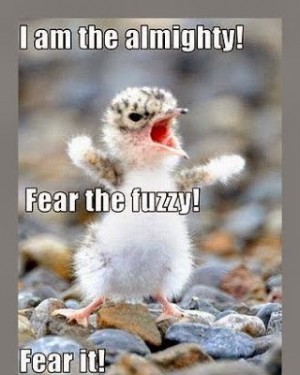 ... funny animals with quotes cute animal quotes for kids funny animals