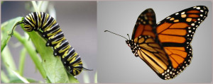 Butterfly-Caterpillar
