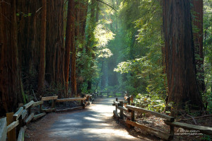 Muir Woods National Park is just north of San Francisco. However, its ...
